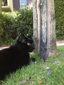 Binx enjoying the Courtyard.